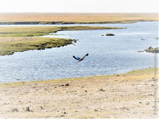 Lilac-breasted roller flying, Chobe, Botswana, August 2019