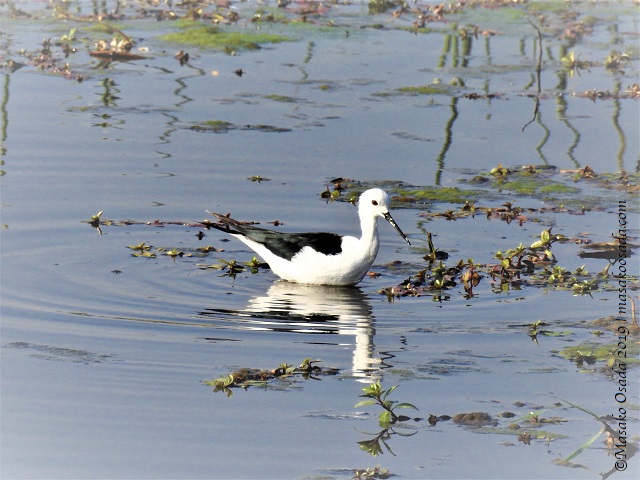 Black-winged stilt, Chobe, Botswana, August 2019