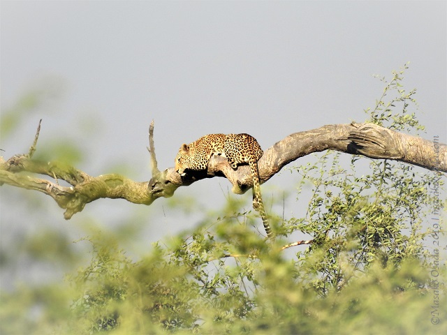 Young male leopard, Chobe, Botswana, August 2019