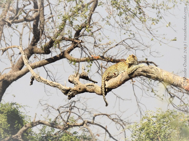 young male leopard, Chobe 190815