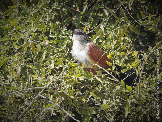 White-browed coucal, Chobe, Botswana, August 2019