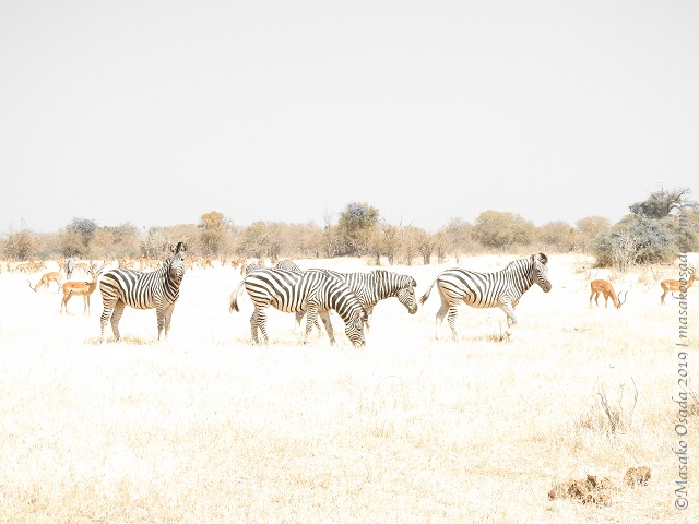 Zebras, Chobe, Botswana, August 2019