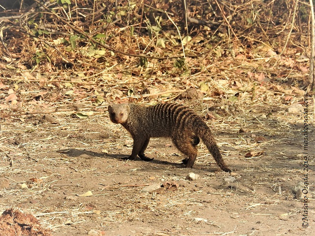 Banded mongoose, Chobe, Botswana, August 2019