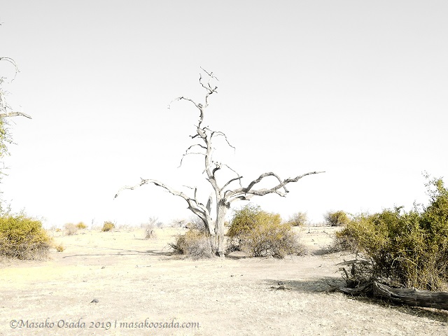 Dead tree, Chobe, Botswana, August 2019