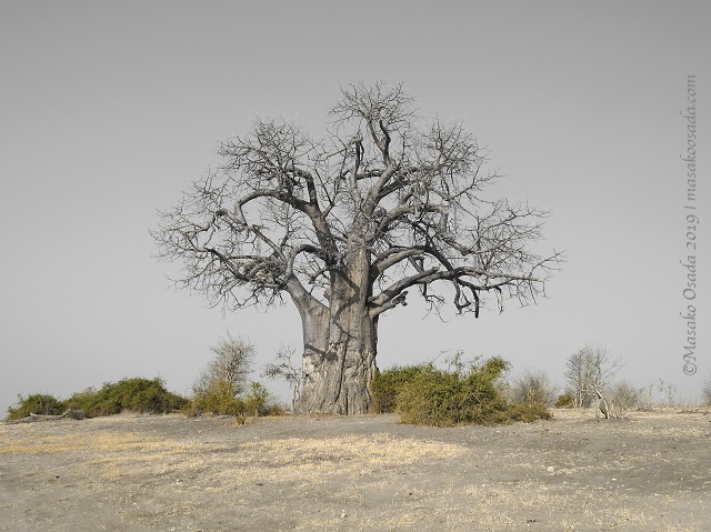 Baobab, Chobe, Botswana, August 2019