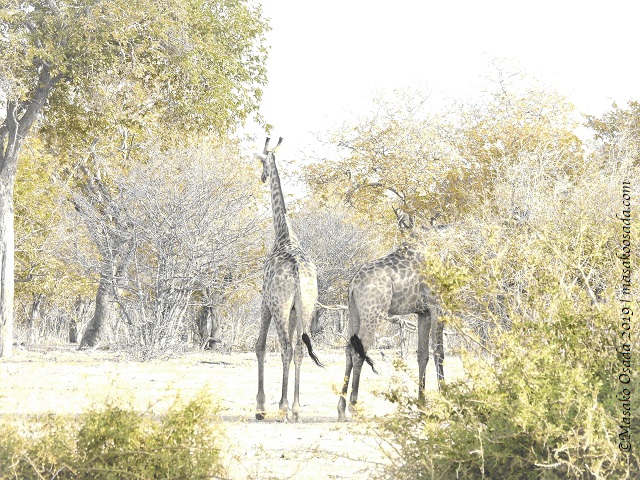 Giraffes, Chobe, Botswana, August 2019