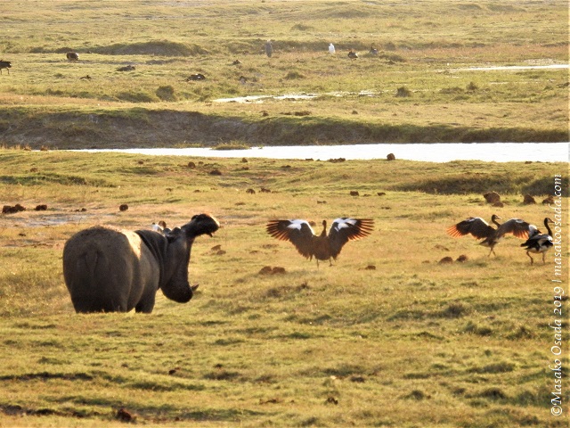 Hippo scaring birds, Chobe, Botswana, August 2019