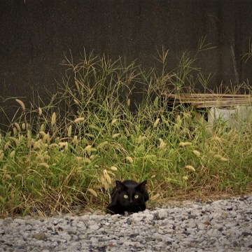 Cat on road side, Fujinomiya, Shizuoka, September 2004