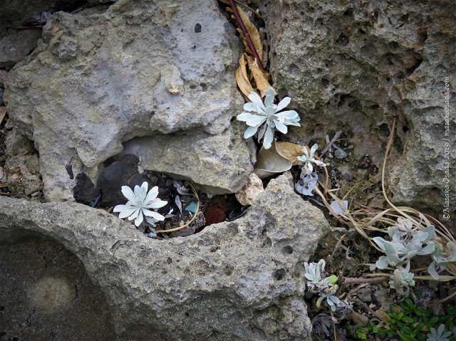Plants on rocky beach, Kumejima, Okinawa, November 2019