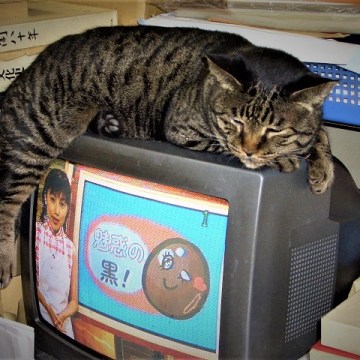 Cat sleeping on TV sent in secondhand bookstore