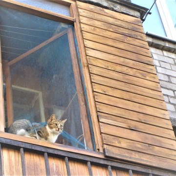 Cats around the world, Saint Petersburg, Russian 2005