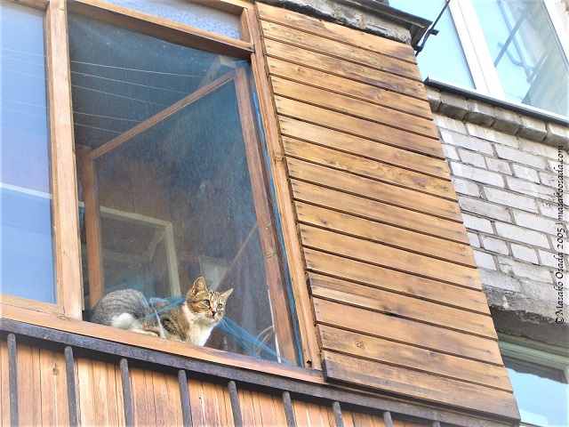 Cats around the world, Saint Petersburg, Russian 2005