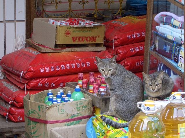 Shopkeepers, Sapa, Vietnam
