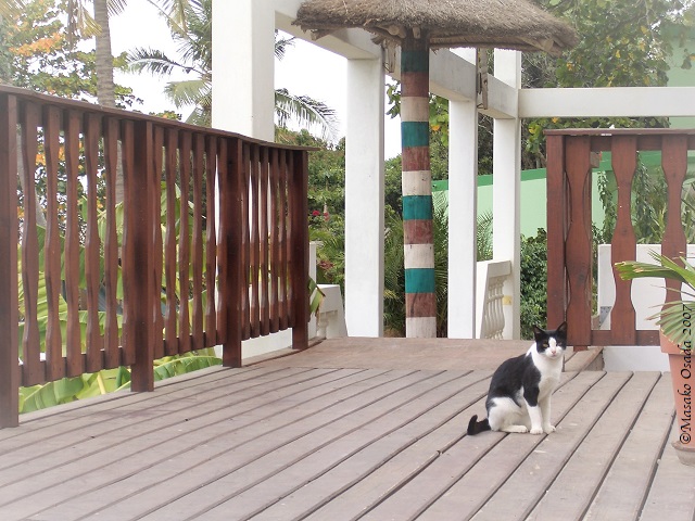 Guest house receptionist, Maputo, Mozambique