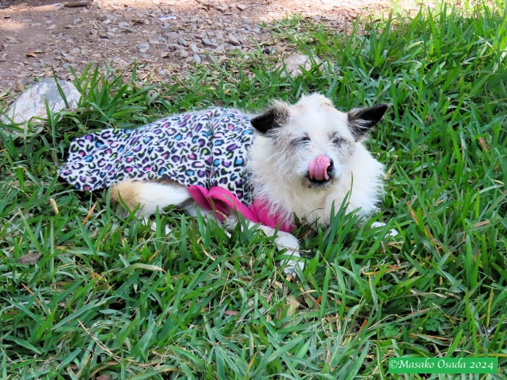 Dog at Museo de Sitio Chan Chan