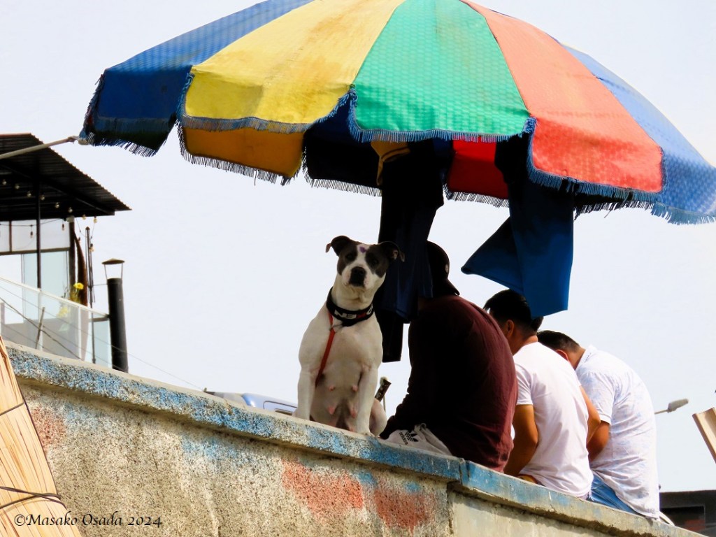 Curious dog. Huanchaco