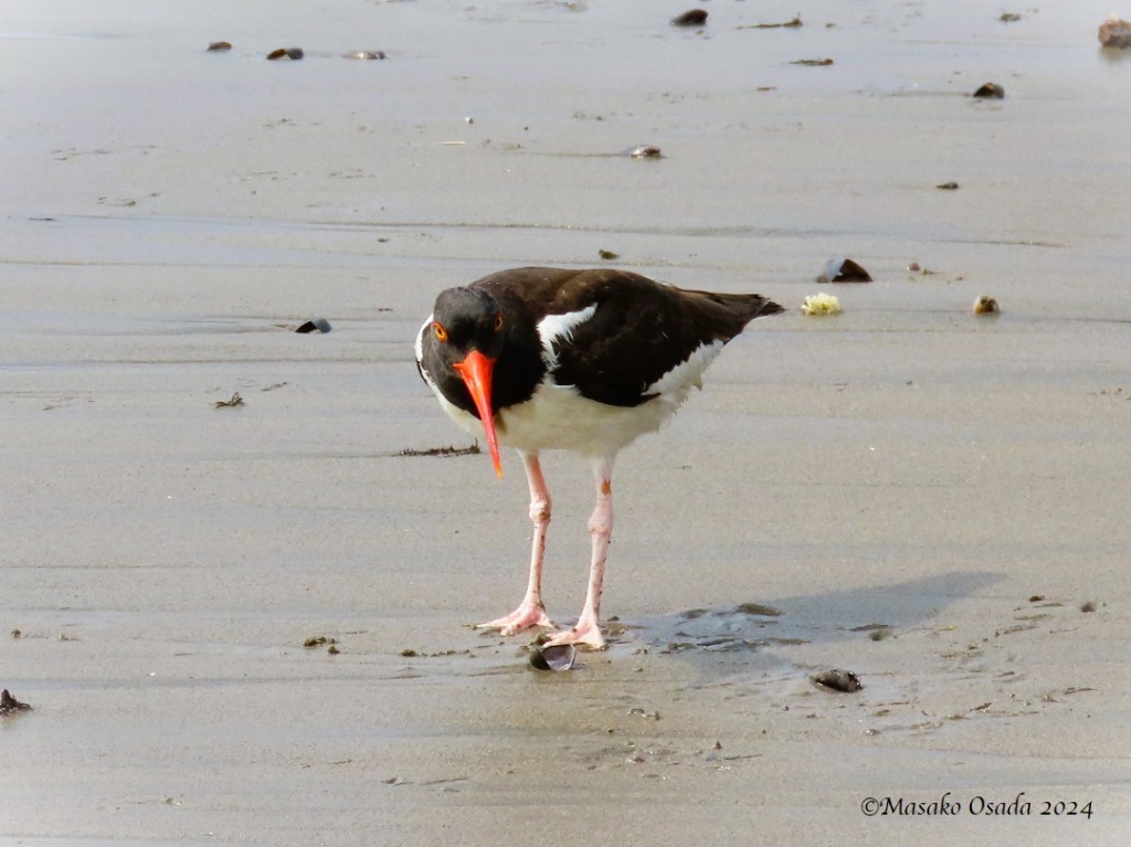 American oystercatcher. Huanchaco