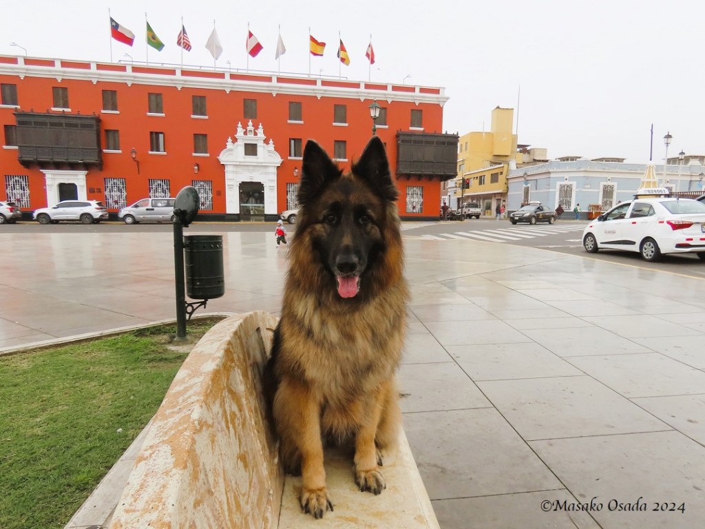 Kassia, 5-year-old German Shepherd. Plaza de Armas, Trujillo