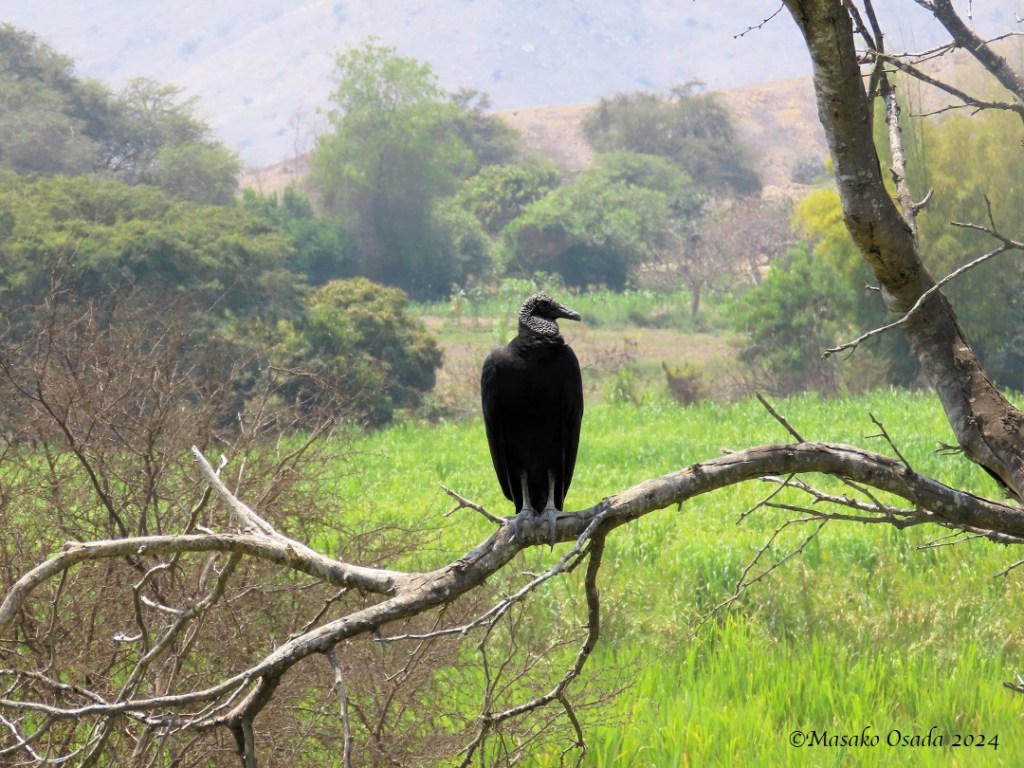 Black vulture. Huaca Ragada, Sipán