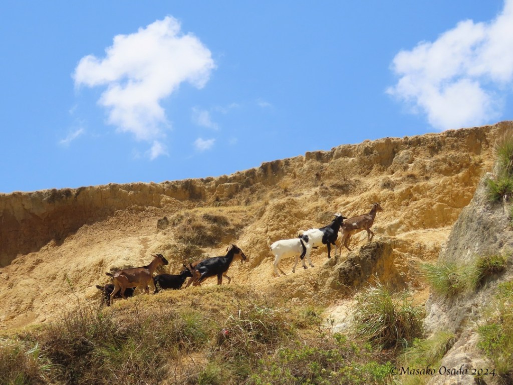 Goats. Somewhere between Chiclayo and Chachapoyas