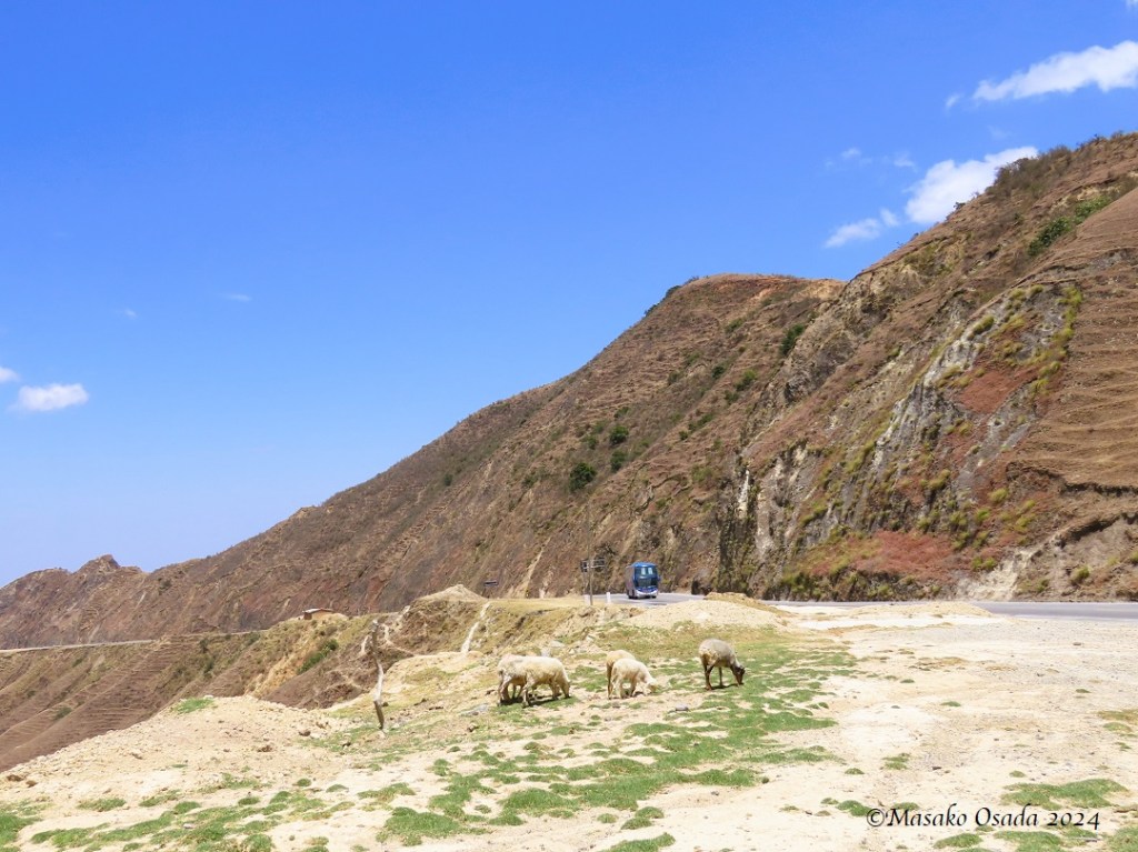 Sheep grazing. Somewhere between Chiclayo and Chachapoyas