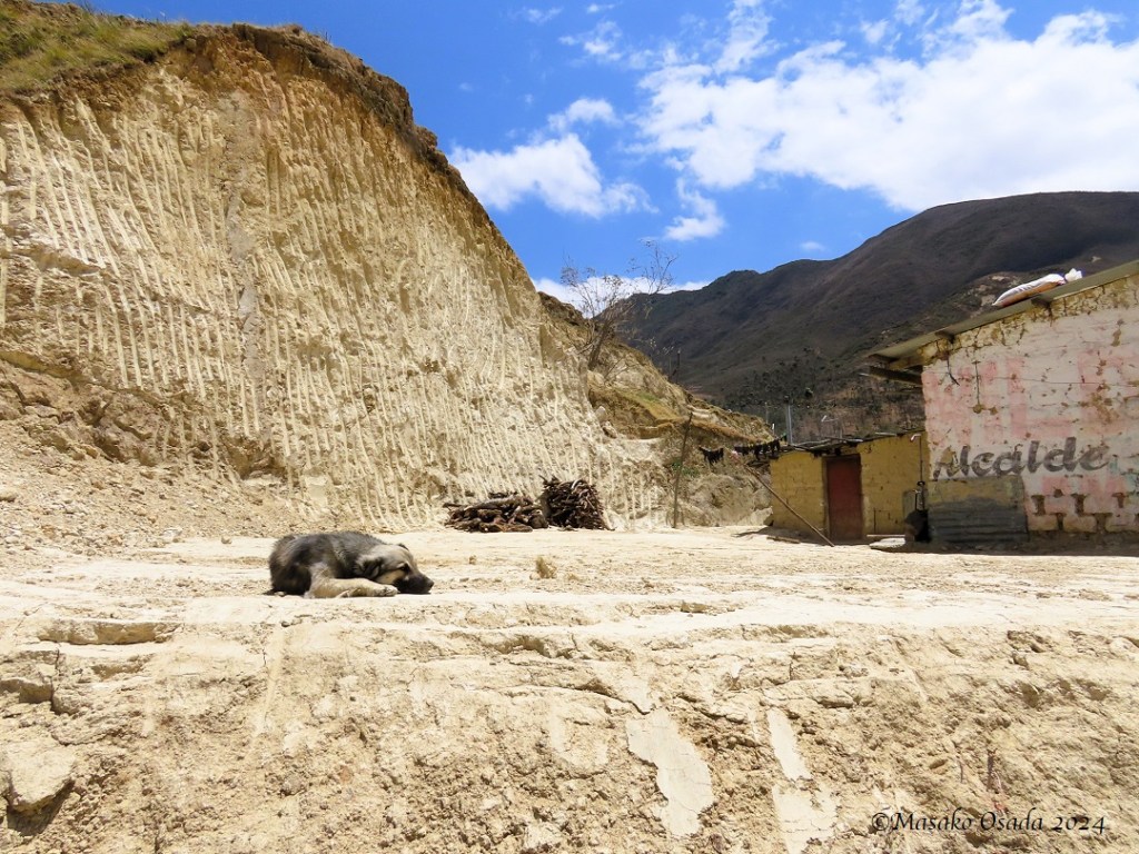 Puppy sleeping. Somewhere between Chiclayo and Chachapoyas