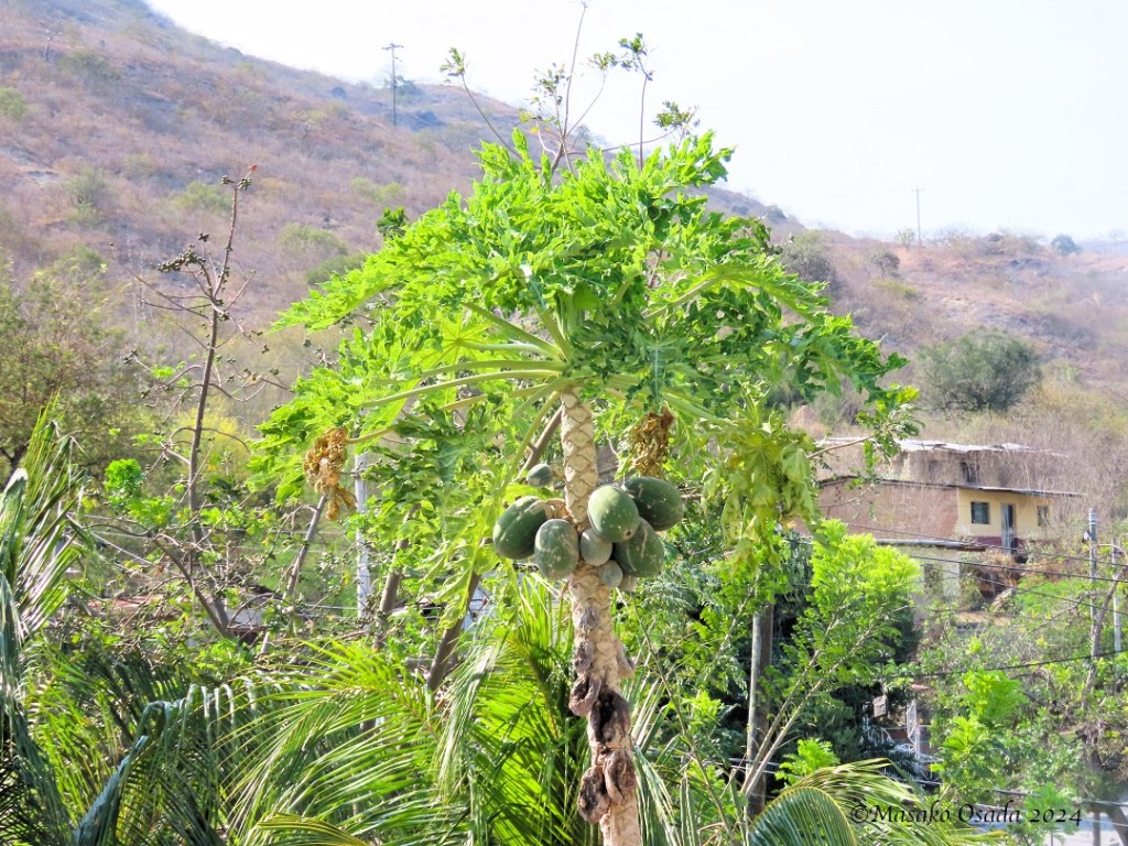 Papaya. Somewhere between Chiclayo and Chachapoyas