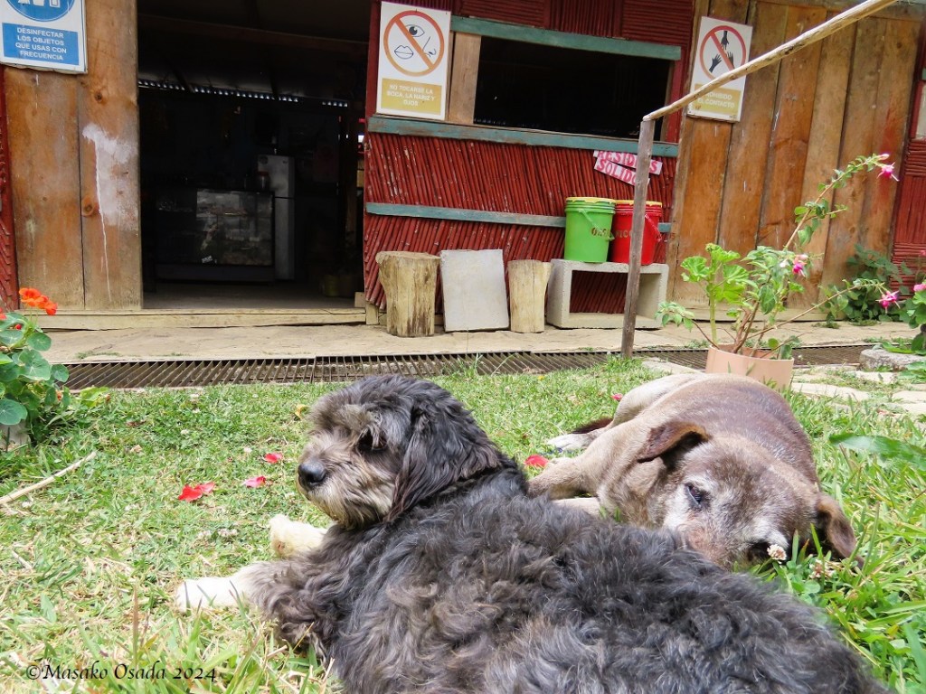 Two shop assistants. San Bartolo village
