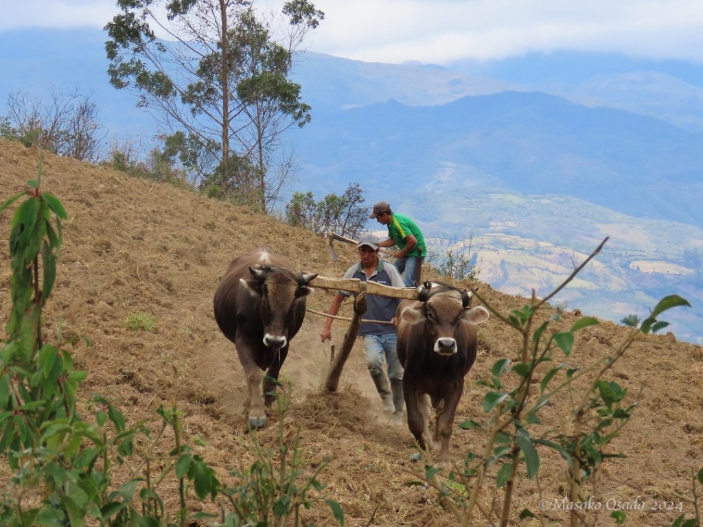 Farmers. San Bartolo village