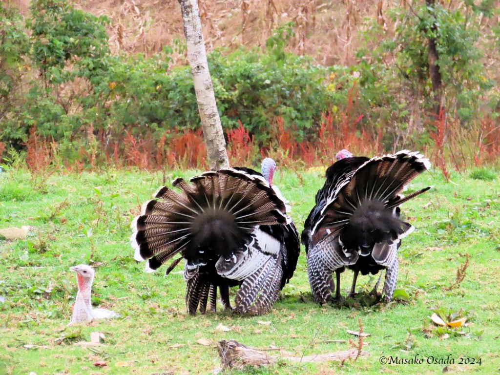 Turkeys, San Bartolo village