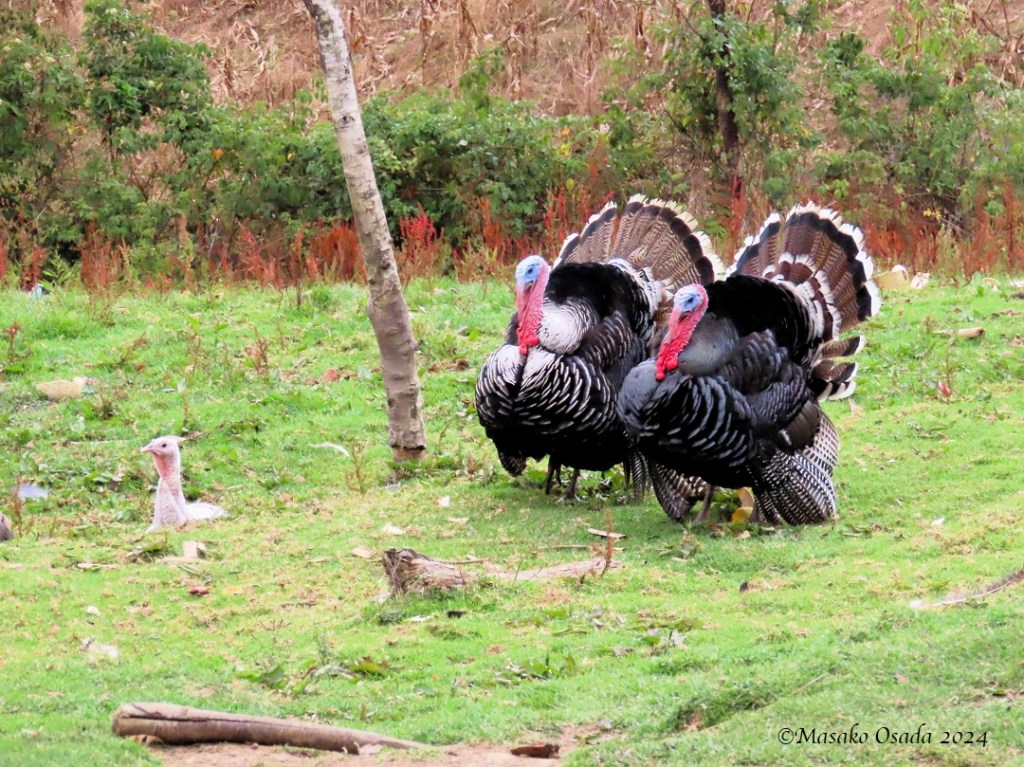 Turkeys. San Bartolo village