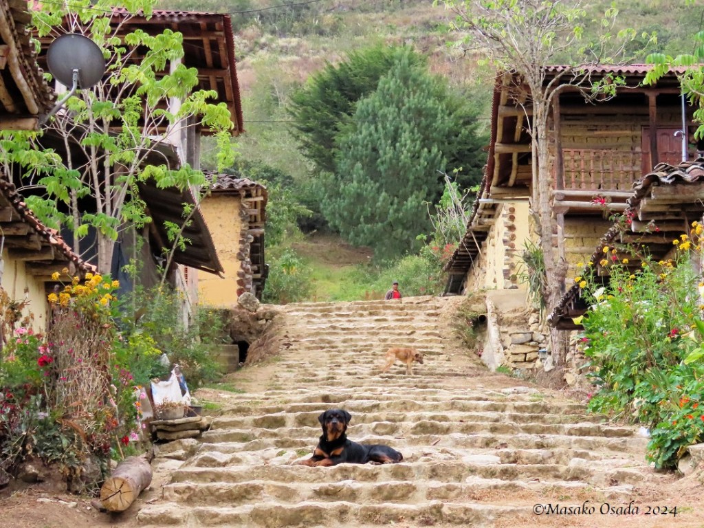 Dignified dog. San Bartolo village