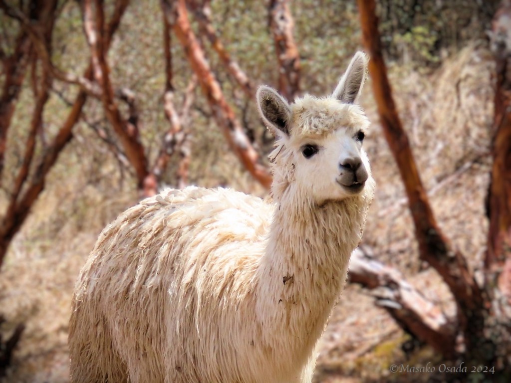 Cutest alpaca. Pisac
