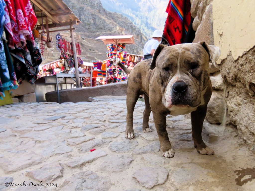 Dog full of character. Ollantaytambo